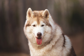 Beautiful and free Siberian Husky dog sitting in the forest at sunset in spring