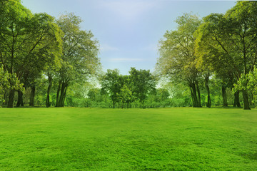 Plakat blured photo Beautiful green garden trees in the morning