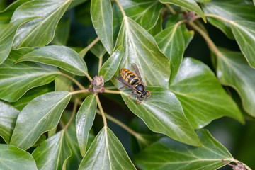 A Hornet Walking on Green Leaves
