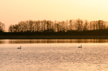 White swans on a mountain lake spring day under the open sky against the background of high mountains and bright forest