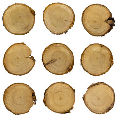 Wooden stumps set, tree texture, white background isolated
