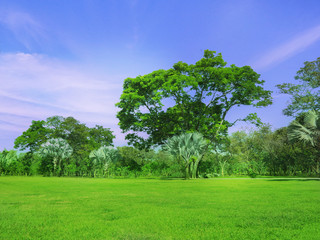 natural green background with sunlight in the morning