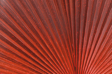 Close up of Vivid Red Tropical Palm Leaf Texture.