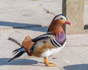 Closeup of a Colourful Mandarin Duck 