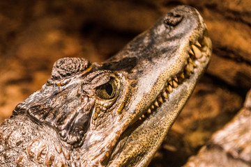 Kajman aligator © Dreamnordno