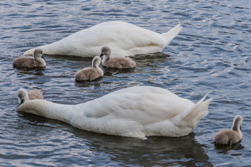 Naklejka premium Schwerin