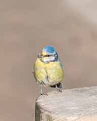 Little Blue Tit Perched on a Tree Stump