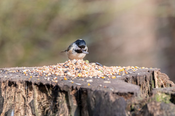 A Coal Tit Feeding on Seeds from a Tree Stump