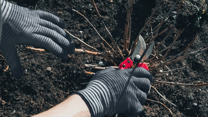 Cutting dry branches. hand in work gloves holding pruning shears. Gardener cuts dry branches of...