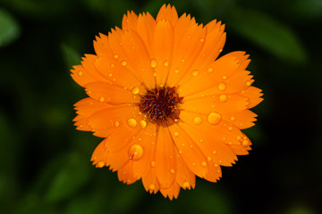 Calendula officinalis macro