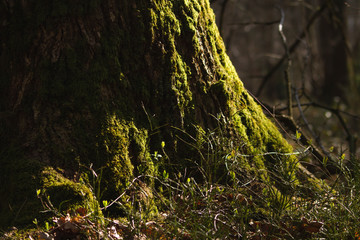 Green moss on the foot of a tree