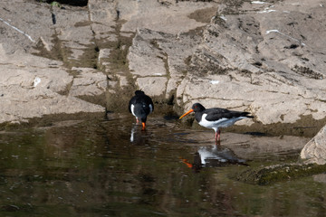 A Pair of Oystercatcher's on the Banks of a River