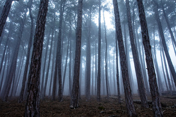 autumn forest in the mist