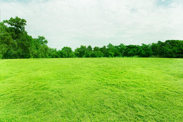 Wide green lawn and tree view with morning light