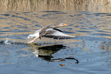 Greylag Goose Running on Water to Take Flight