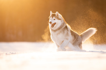 Crazy, happy and cute beige and white dog breed siberian husky running on the snow in the winter field at golden sunset © Anastasiia