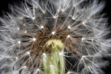 Taraxacum officinale macro © andrix