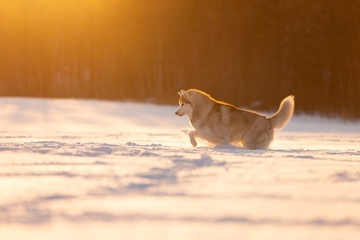Funny, happy and cute beige and white dog breed siberian husky running on the snow in the winter field at golden sunset