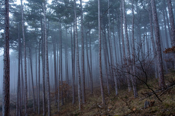 Obraz premium misty forest background 