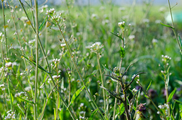 Medicinal plant-Shepherd's bag-grows in the spring garden