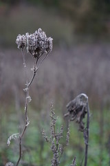 thistle in the field