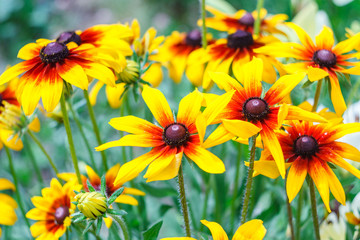 Flowers of Rudbeckia hirta, blossoms of black-eyed Susan in garden on sunny summer day