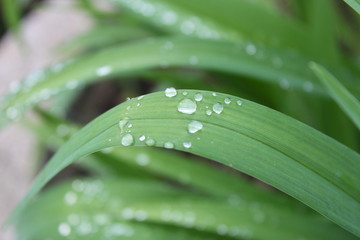 water drops on green leaf