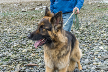 German Shepard On Leash