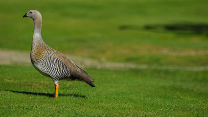 goose on grass