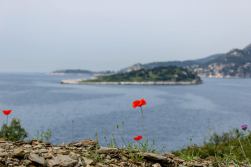 Beautiful spring flowers by the sea. In the background, a small picturesque island. Greece. Selective focus.