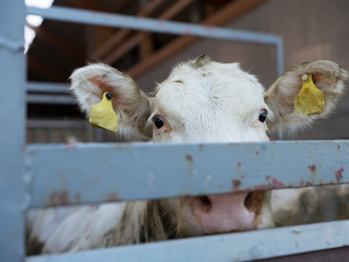 white calf in cart ready for transport © ahavelaar