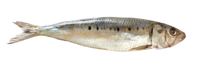 Far Eastern sardine Ivasi herring fish one isolated on white background with clipping path.