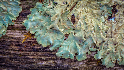Extreme macro closeup photo of lichen growing on a split rail wooden fence