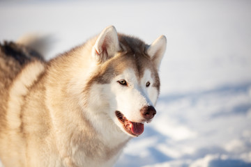 Beautiful, free and happy siberian Husky dog sitting on the snow in winter forest on sunny day