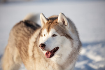 Beautiful, free and happy siberian Husky dog sitting on the snow in winter forest on sunny day