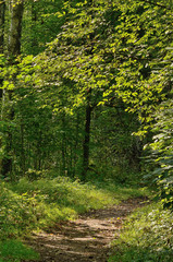 Fototapeta na wymiar Sunny landscape in the forest.