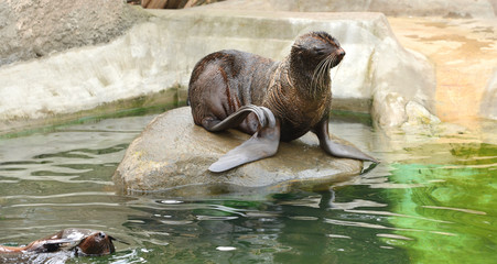 Northern fur seal (Callorhinus ursinus) lying on stone