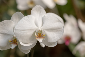 Orchids, Beautiful orchid blooms