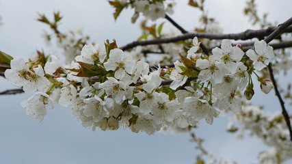 natura