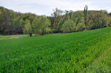 landschaft im appelbachtal bei wöllstein