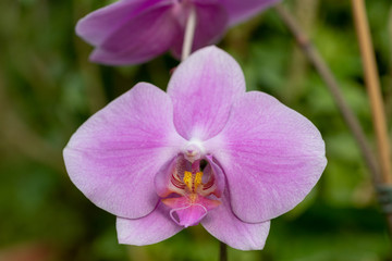 Orchids, Beautiful orchid blooms