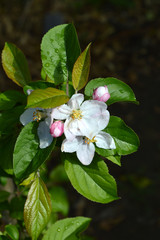Close-up of Beautiful Apple Blossom, Nature, Macro