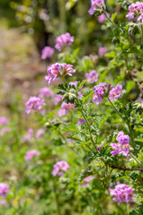 Ornamental plant (Pelargonium graveolens) with lilac flowers grows in the garden