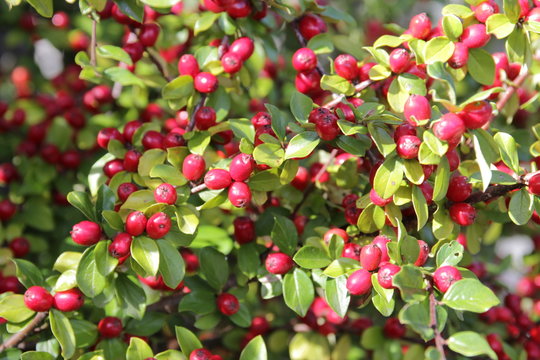cotoneaster mit roten berren im Herbst
