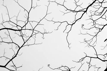 Bare tree branches - monochrome
