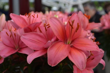 Close up of a group of red lily flowers in full bloom in soft focus, lilies or lilium flowers