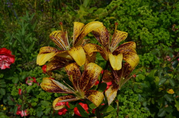 Fototapeta premium Close up of a group of yellow orange lily flowers in full bloom in soft focus in a garden in a sunny spring day, lilies or lilium flowers