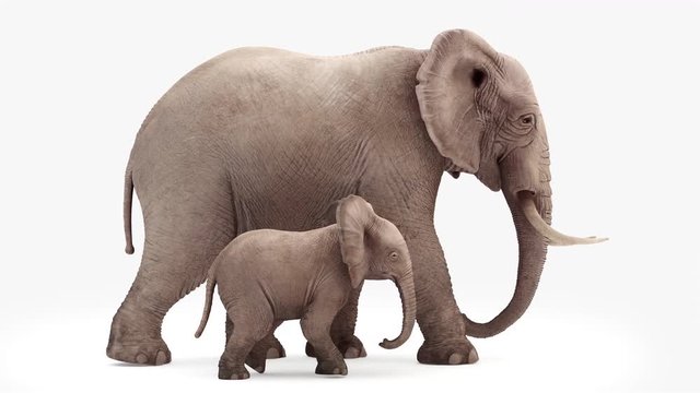 Cg animation. Elephant and elephant baby go.Loop animation.