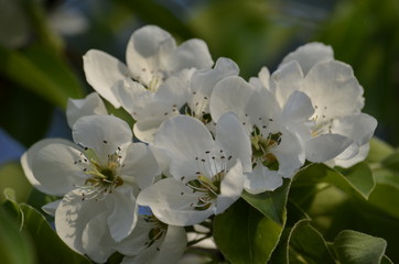 Flowering branches of fruit tree. Pear.