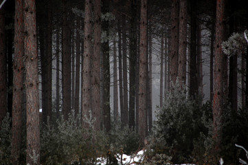 jack pine tree forest